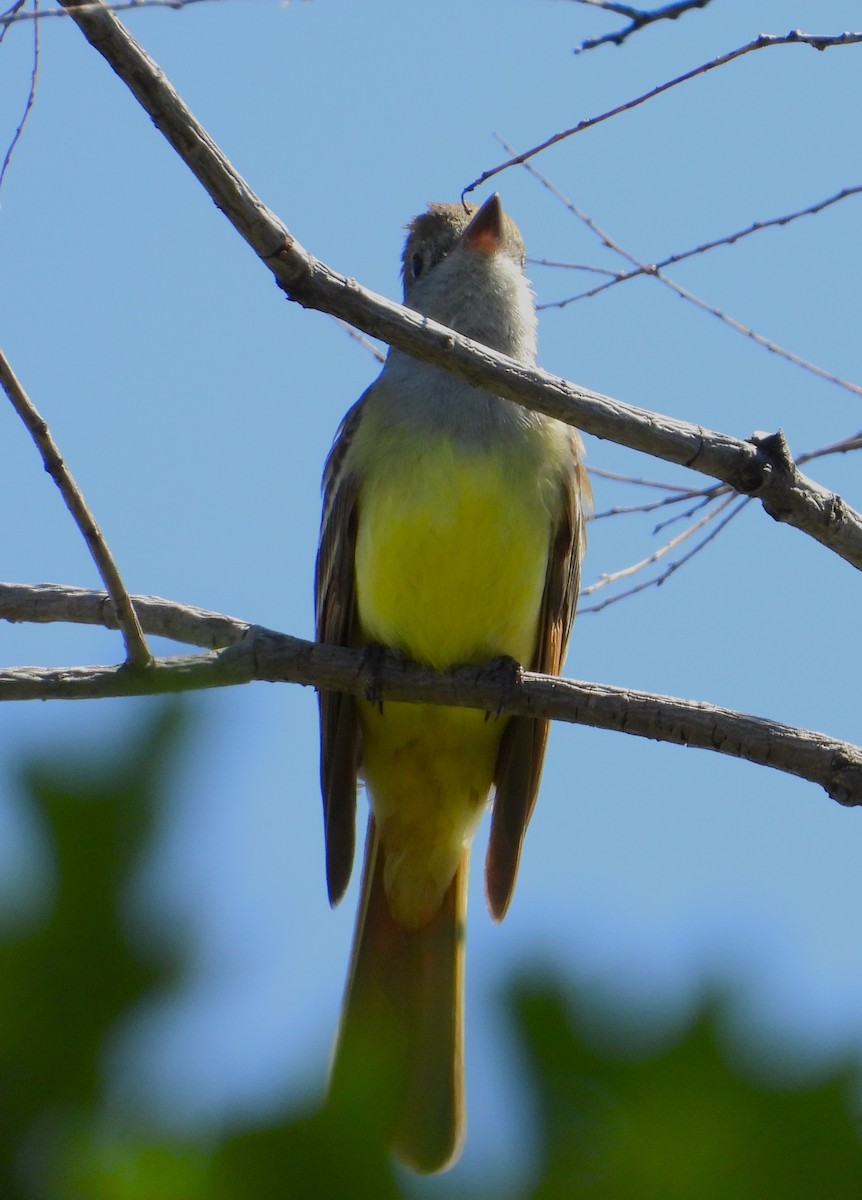 Great Crested Flycatcher - ML620171561