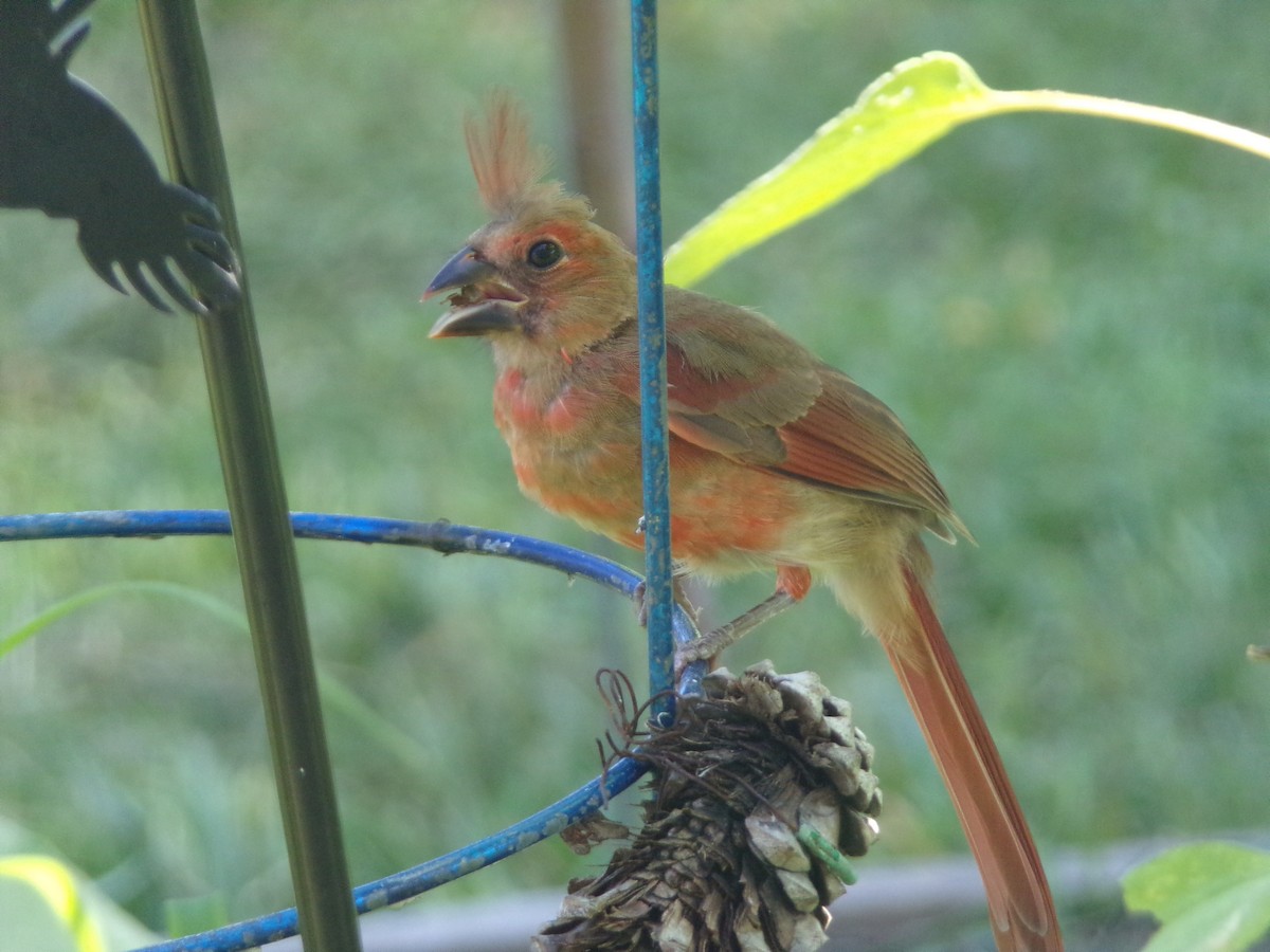 Northern Cardinal - ML620171565