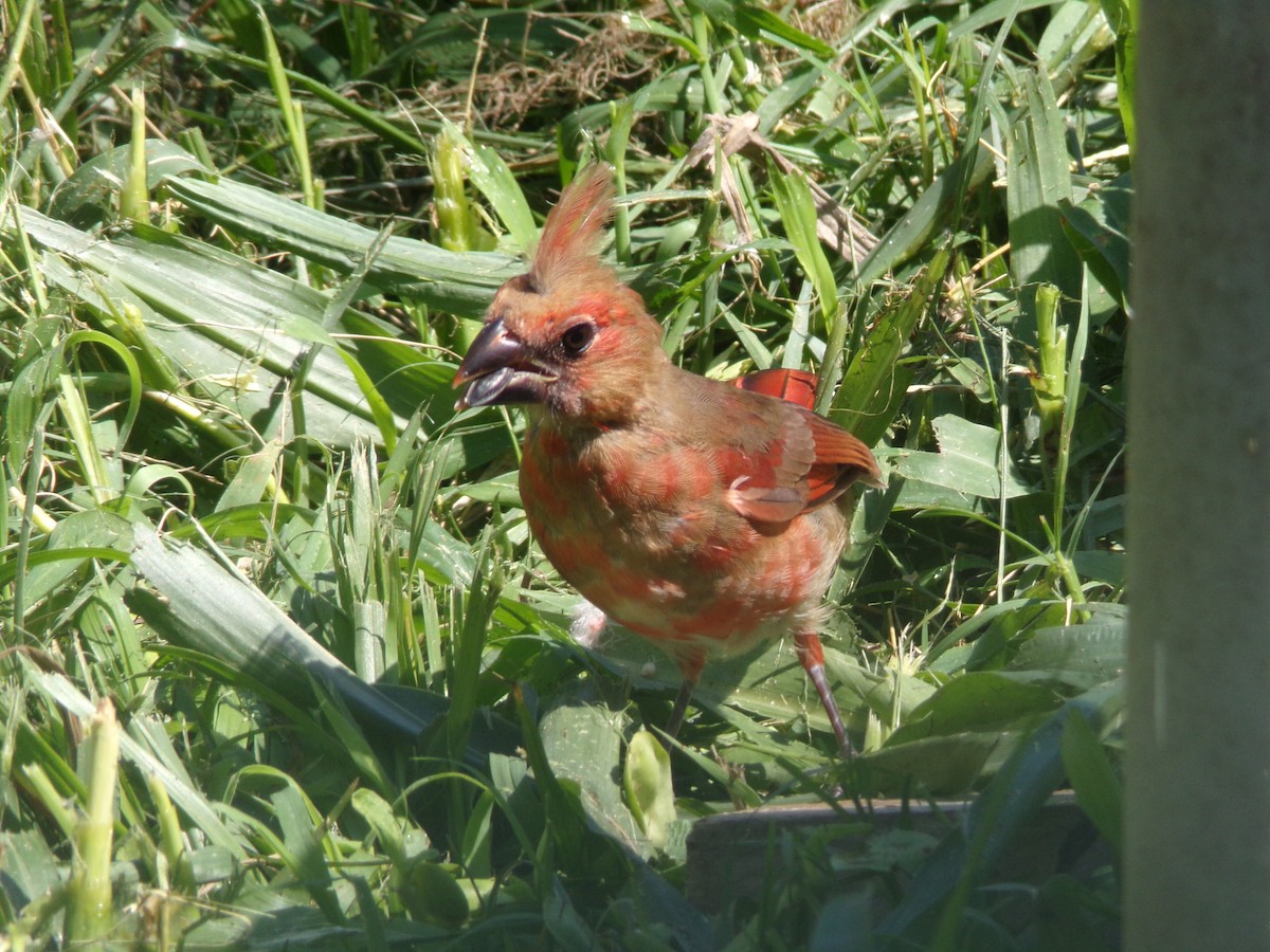 Northern Cardinal - ML620171568