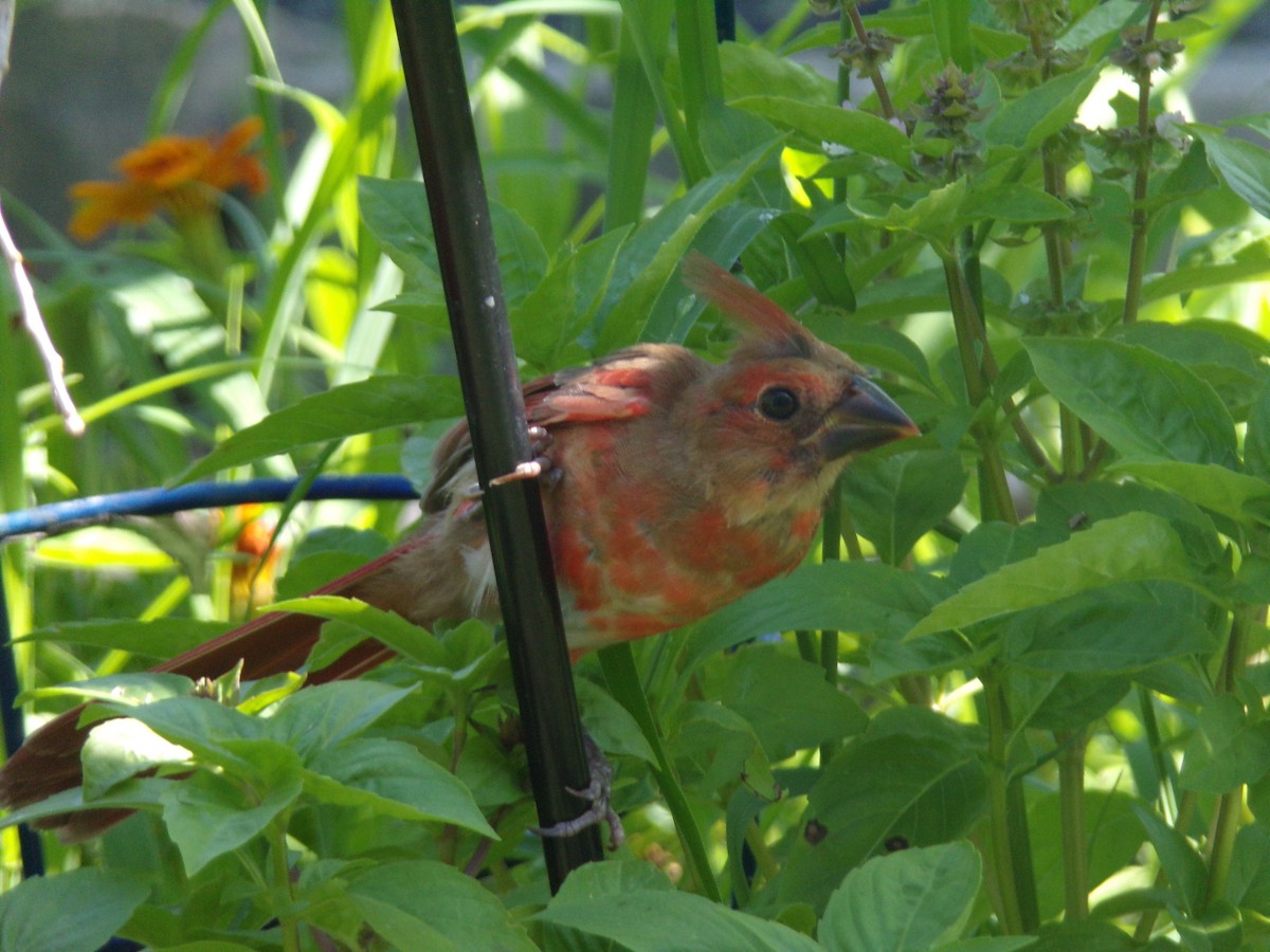 Northern Cardinal - ML620171570