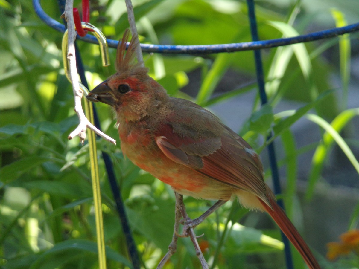 Northern Cardinal - ML620171571