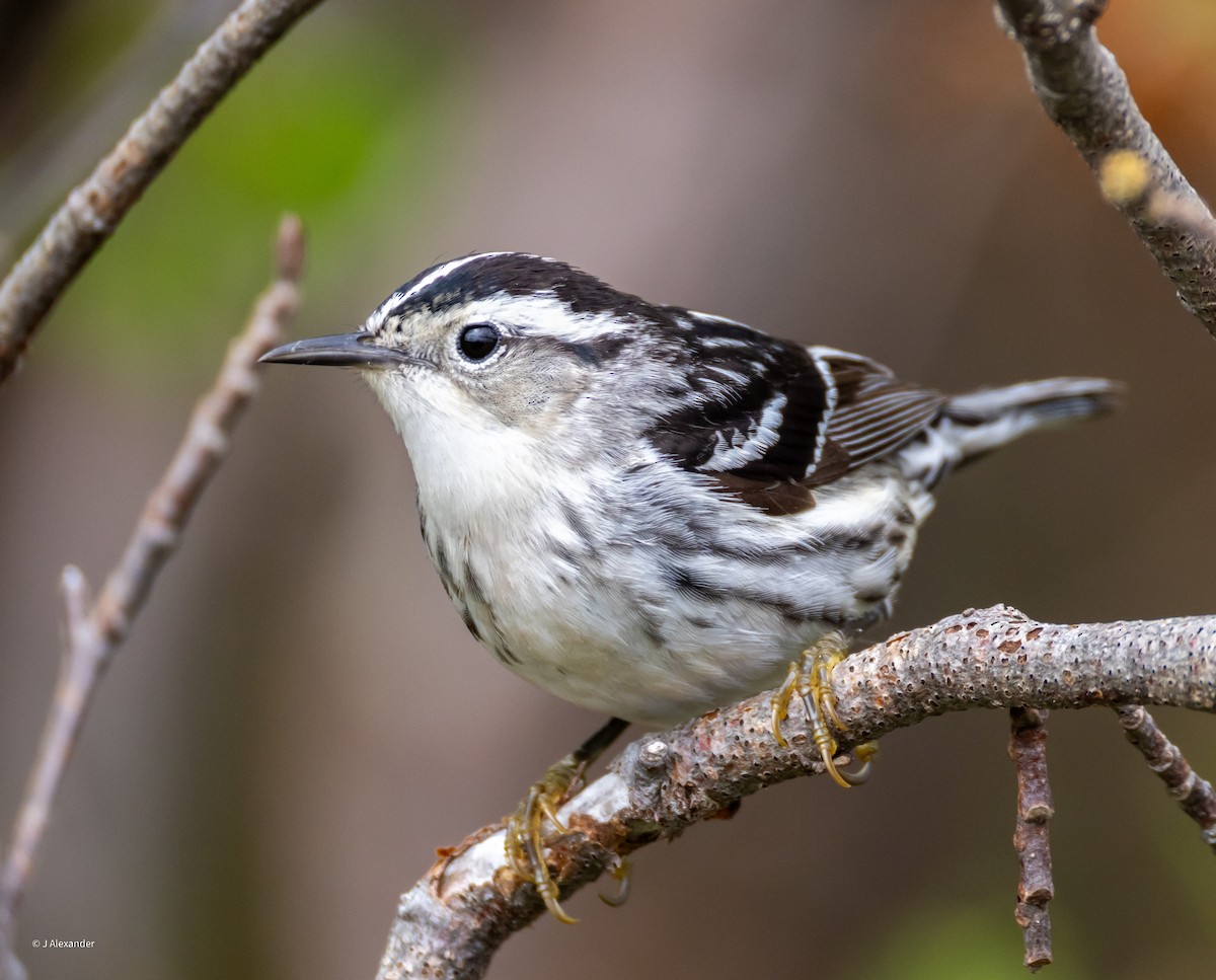 Black-and-white Warbler - ML620171573