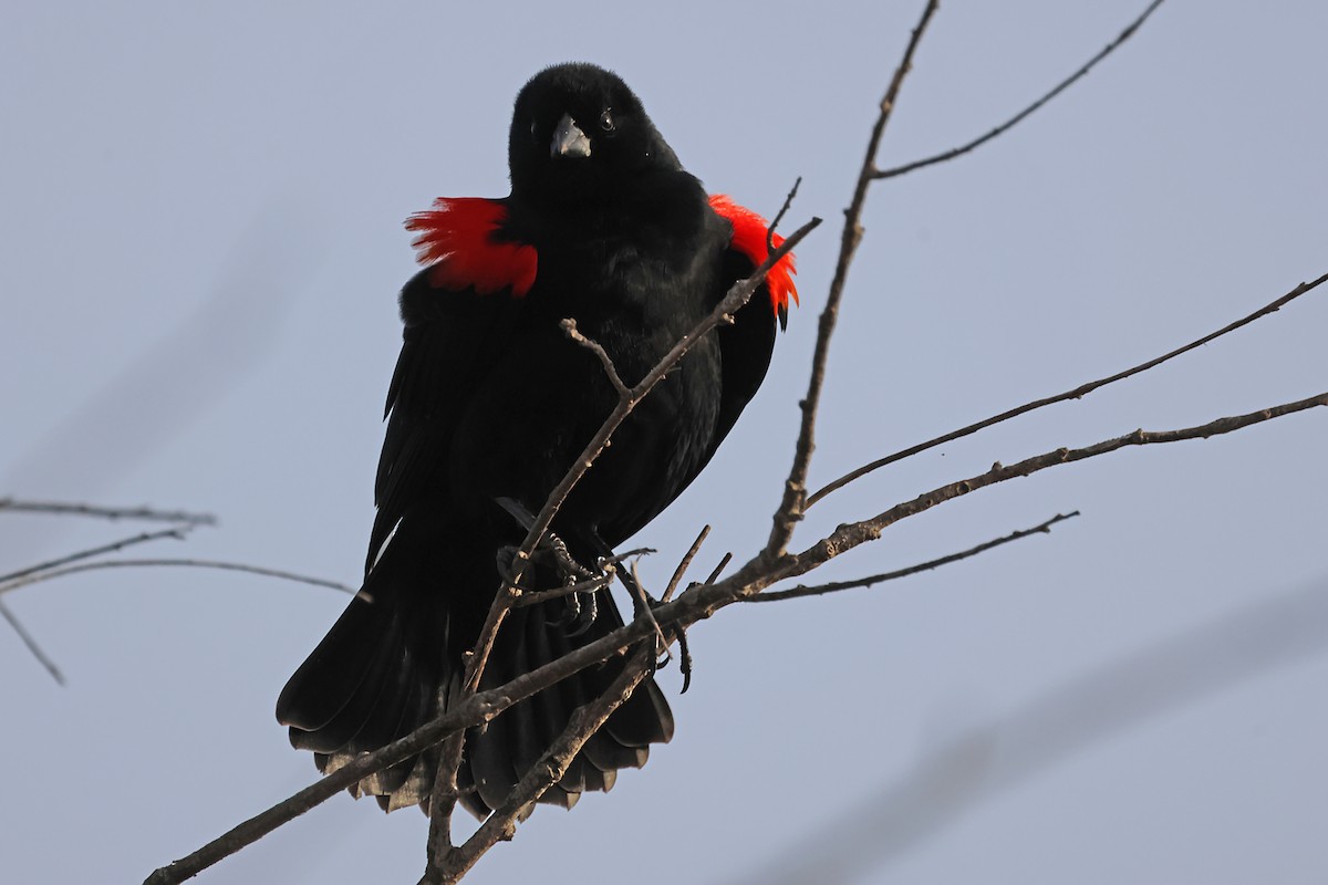 Red-winged Blackbird - ML620171575
