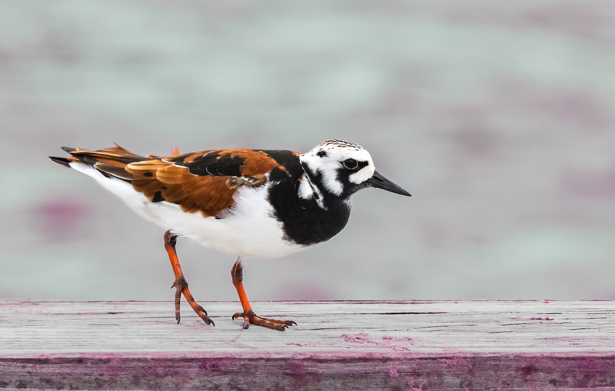 Ruddy Turnstone - Jim Merritt