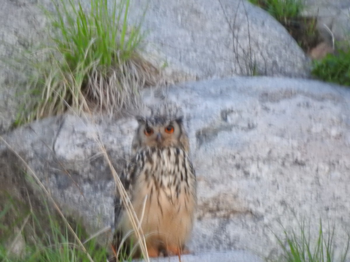 Rock Eagle-Owl - ML620171599