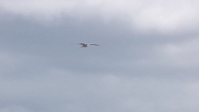 Common Tern - ML620171601