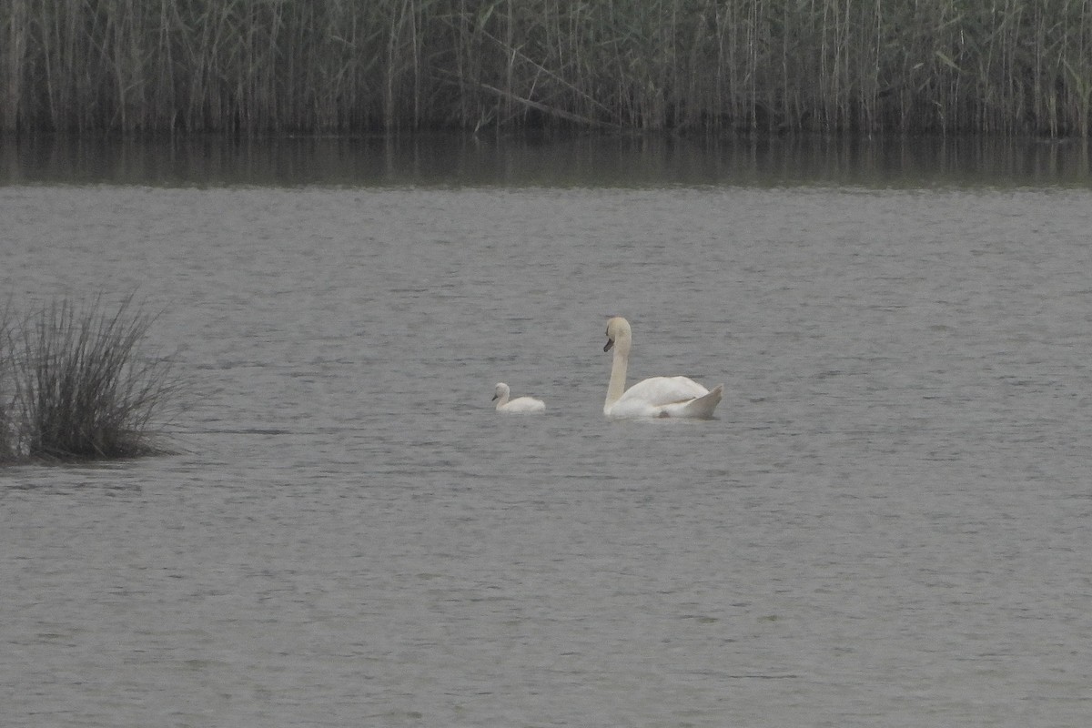 Mute Swan - ML620171602