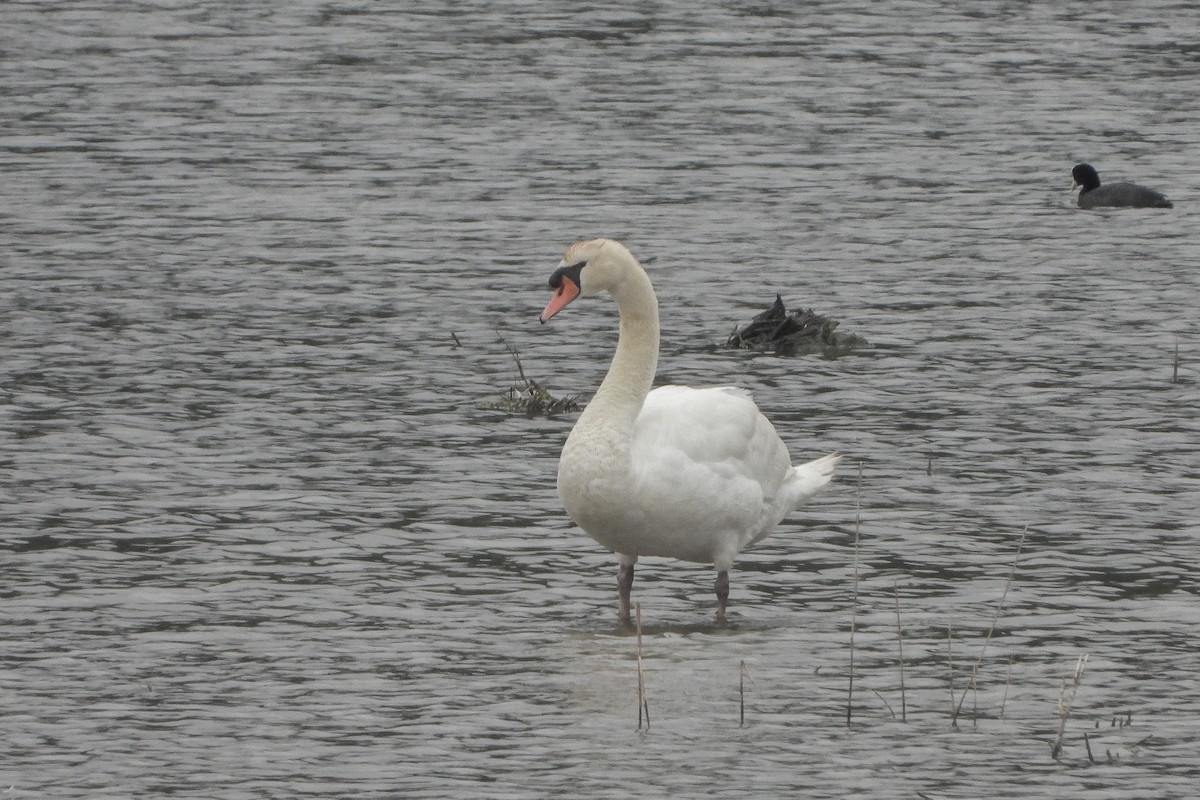 Mute Swan - ML620171603