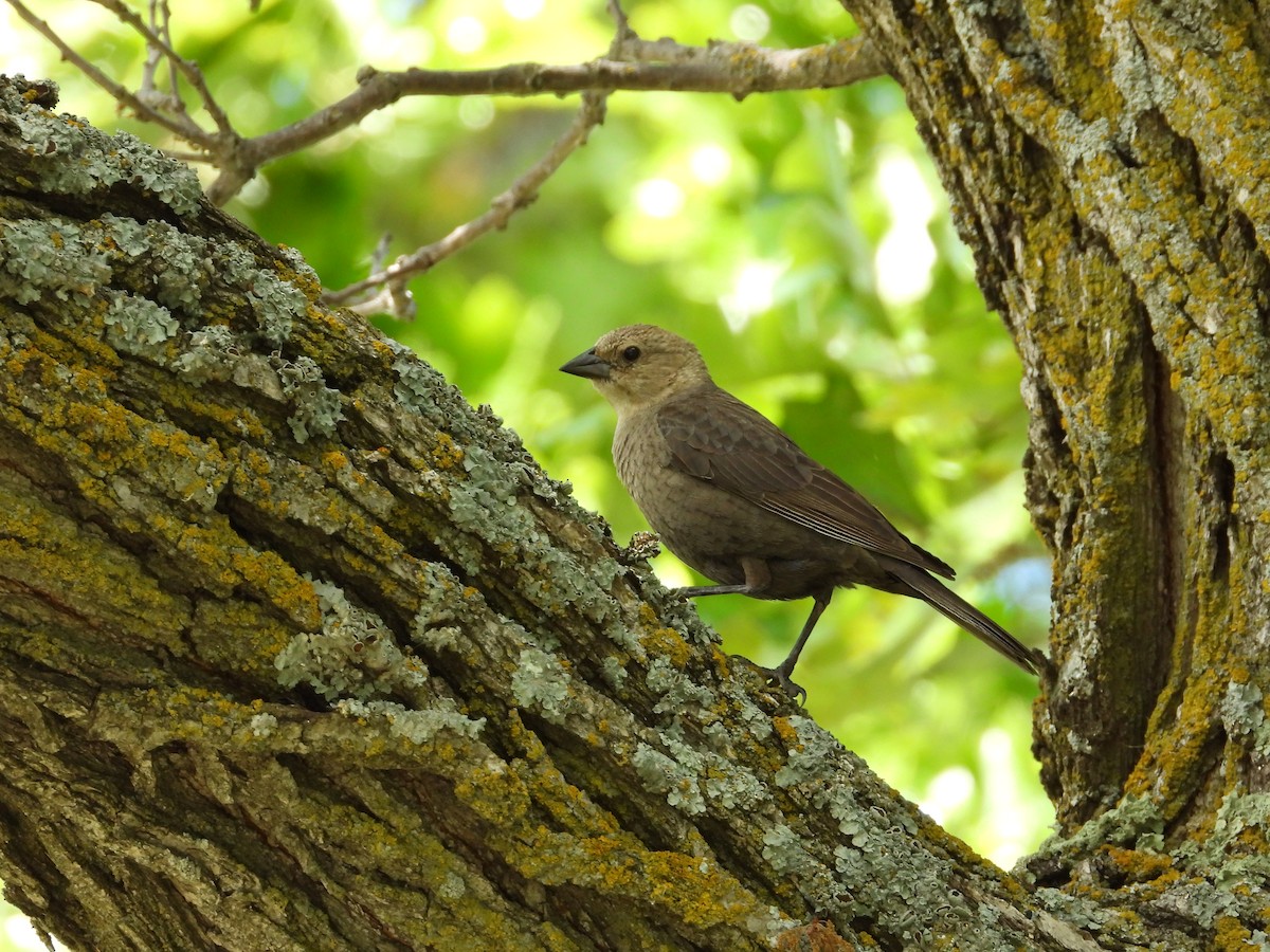 Brown-headed Cowbird - ML620171629