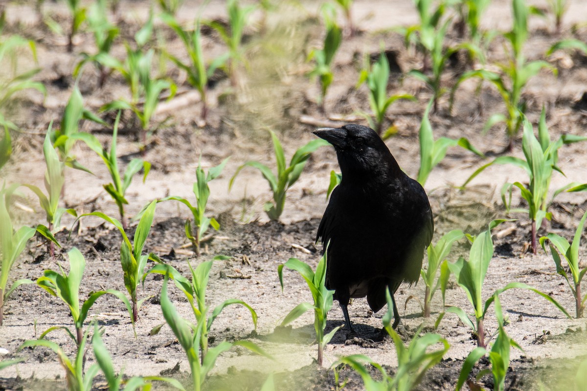 American Crow - Joshua  Vincent