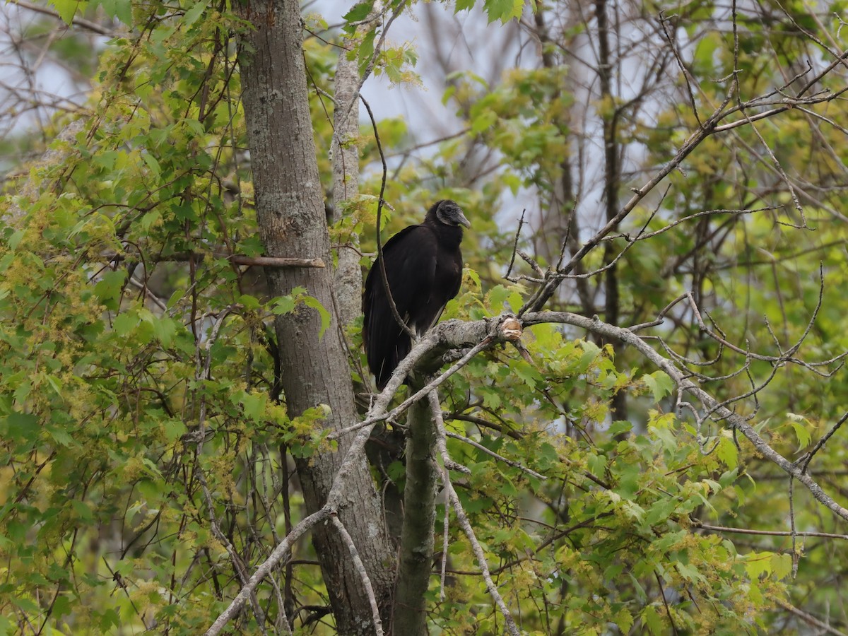 Black Vulture - ML620171639