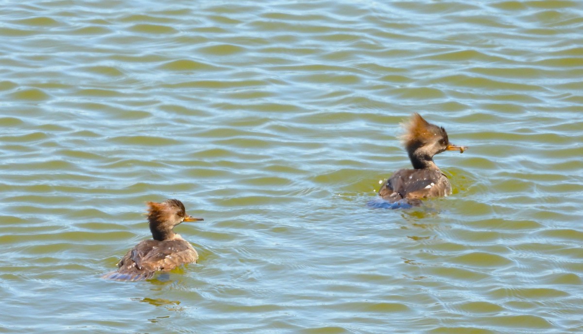 Hooded Merganser - ML620171641