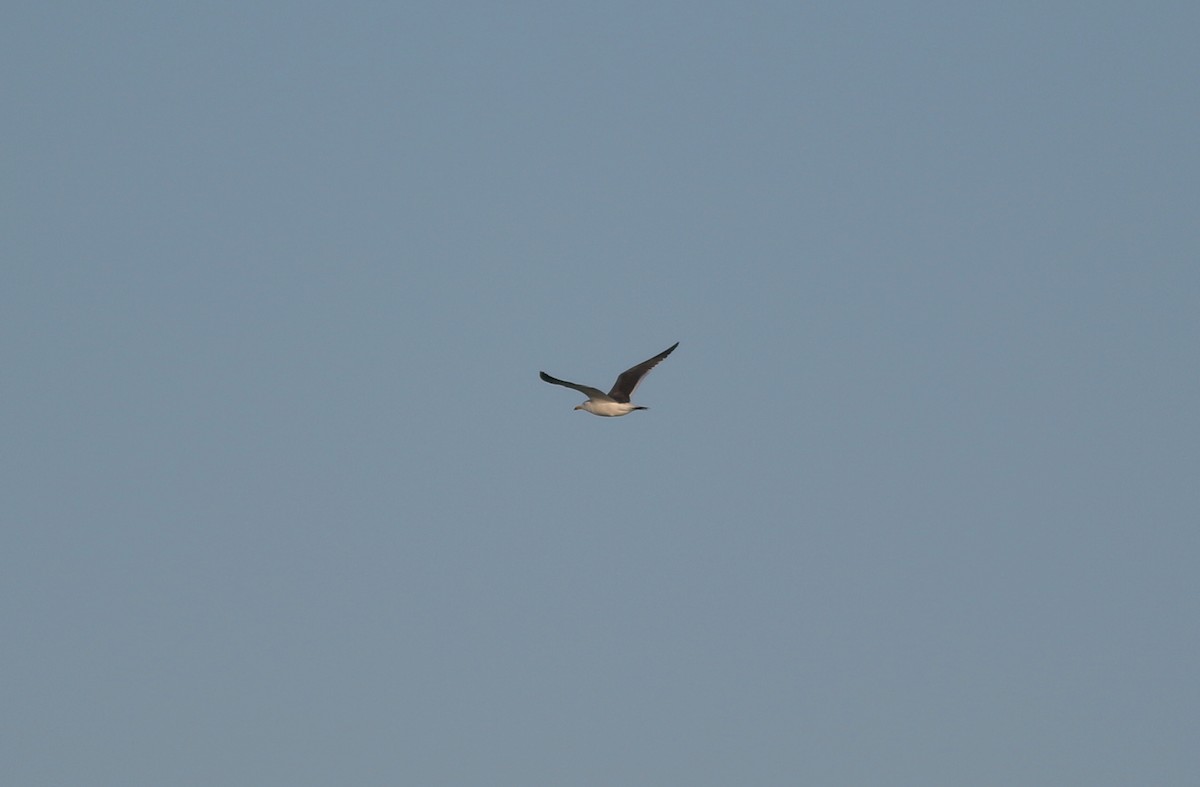 Black-tailed Gull - ML620171649
