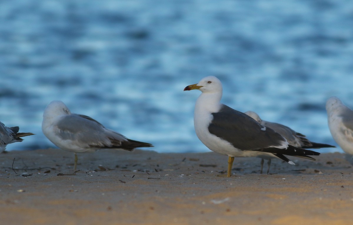 Black-tailed Gull - ML620171650