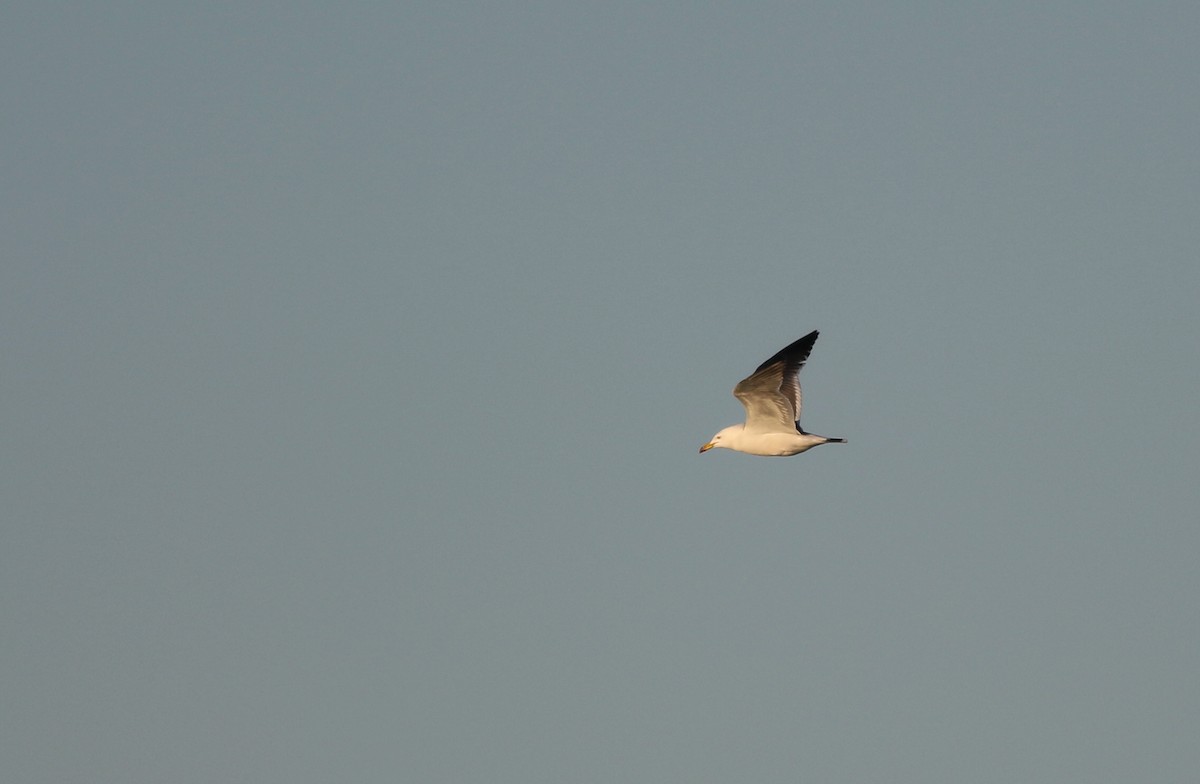 Black-tailed Gull - Shawn Billerman