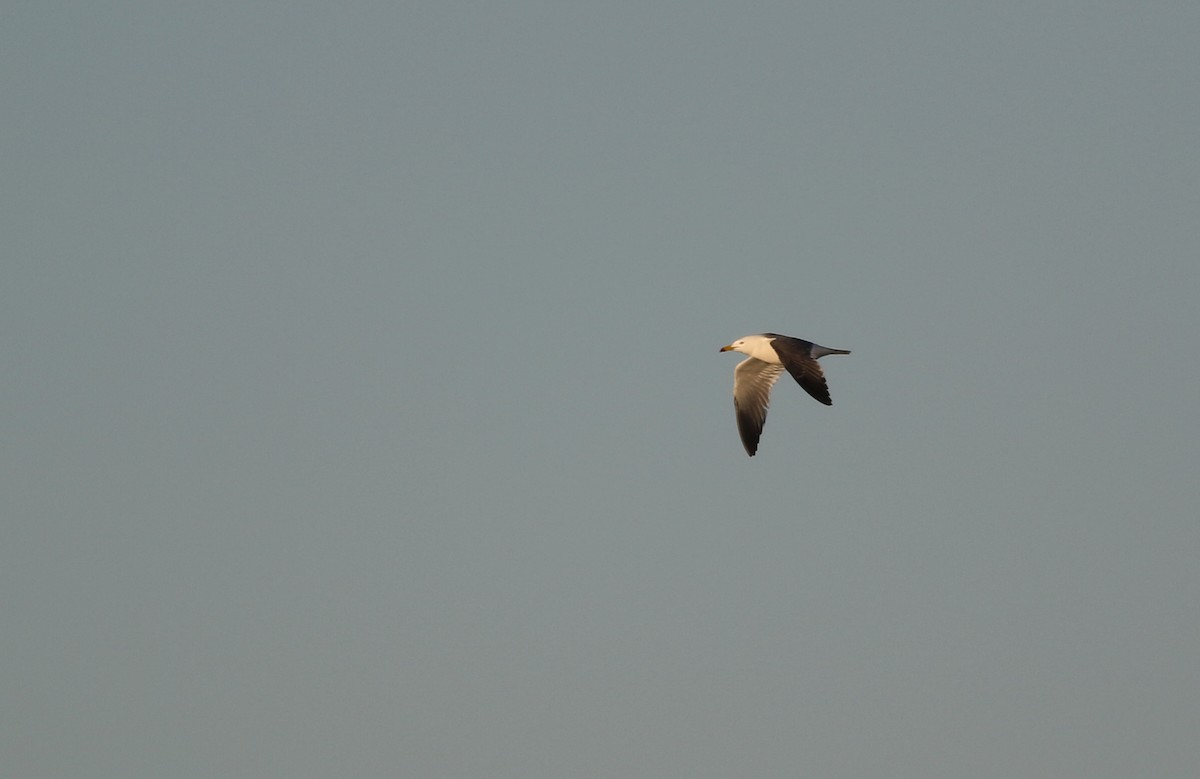 Black-tailed Gull - ML620171652