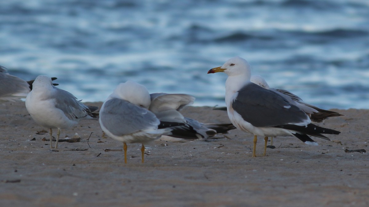 Black-tailed Gull - ML620171654