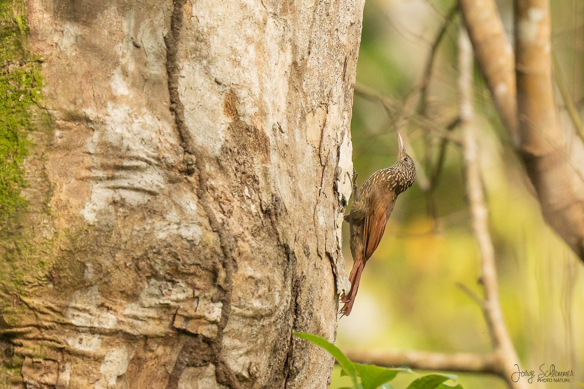 Striped Woodcreeper - ML620171662