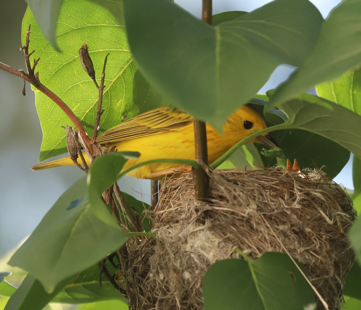 Yellow Warbler - ML620171667