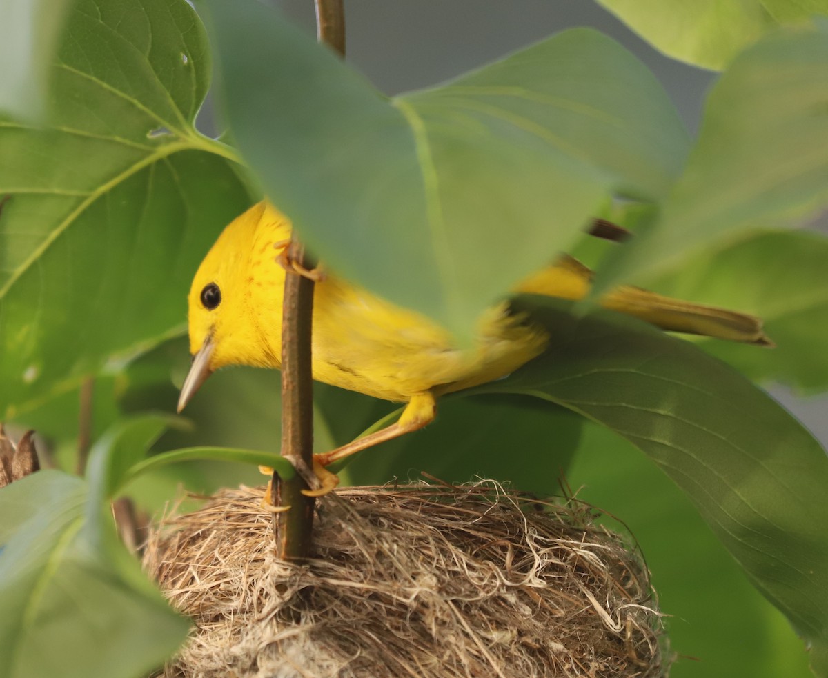 Yellow Warbler - ML620171669