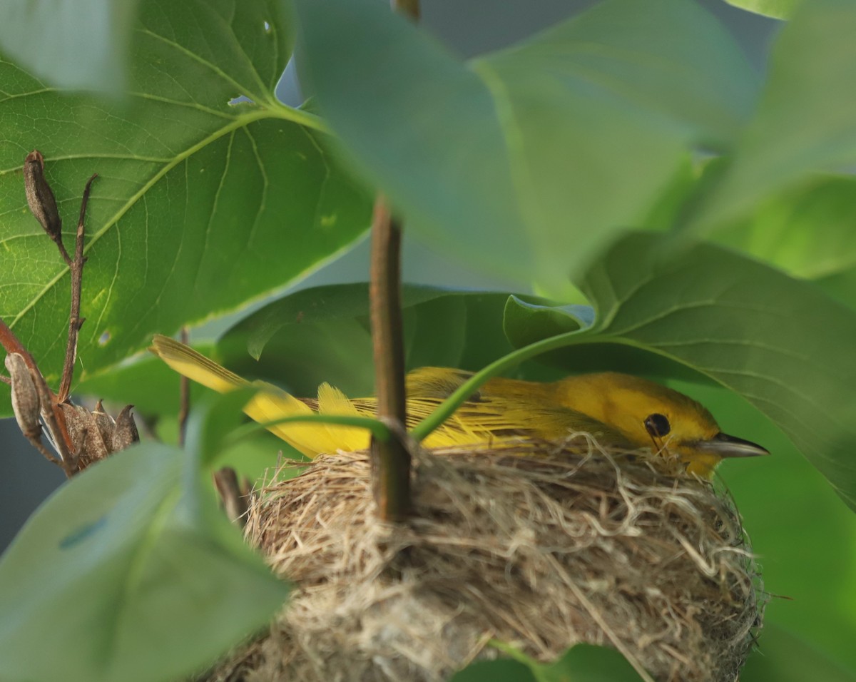 Yellow Warbler - ML620171670