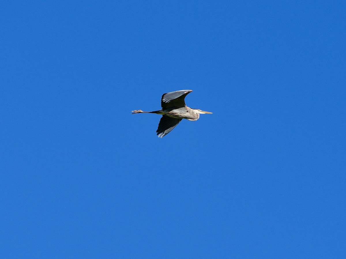 Great Blue Heron - ML620171675