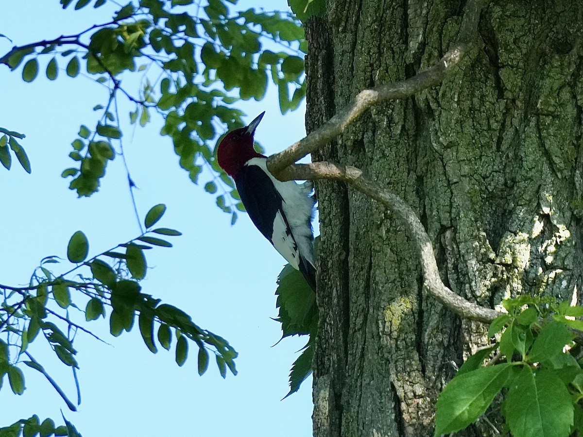 Red-headed Woodpecker - ML620171684