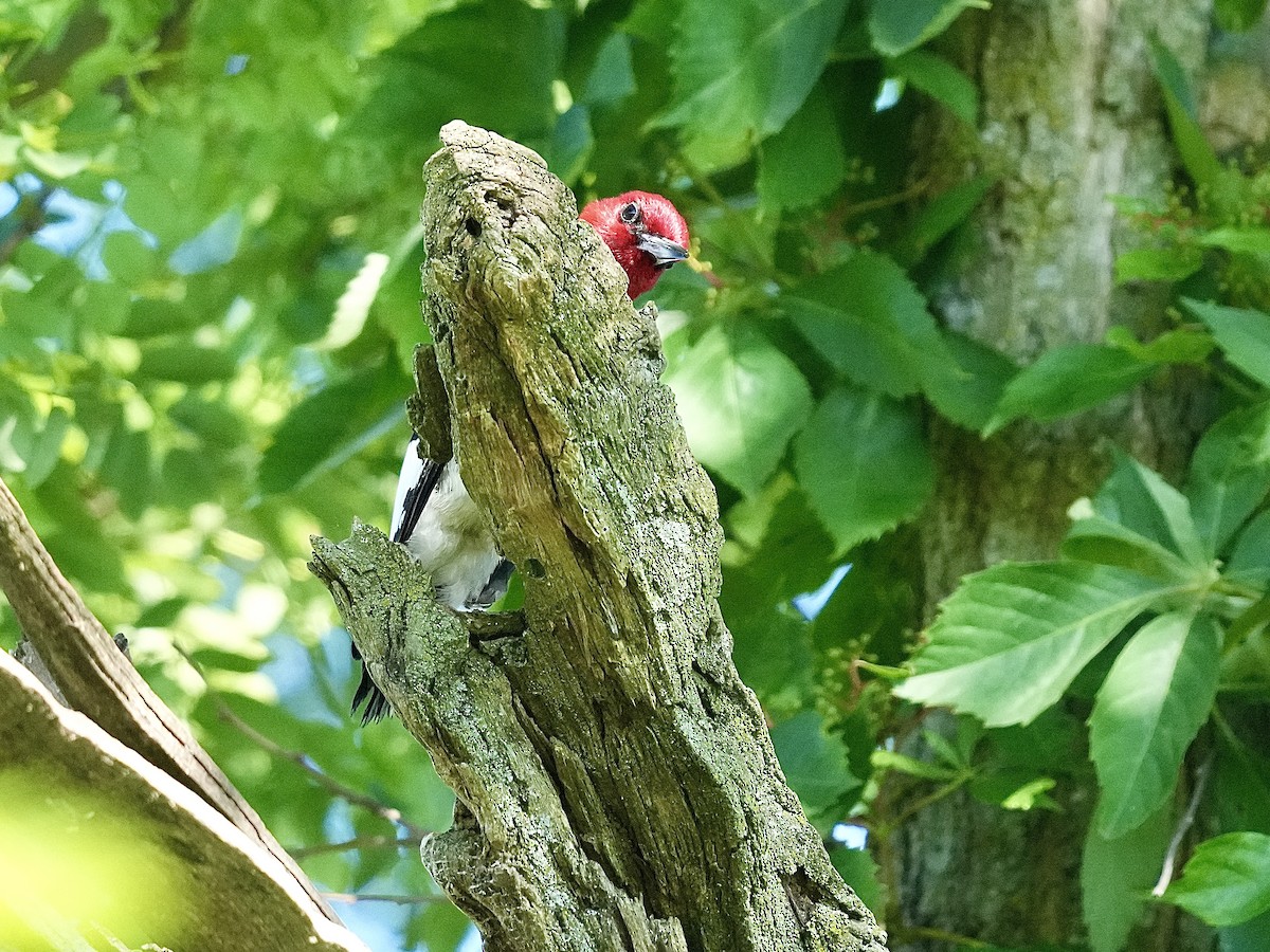 Pic à tête rouge - ML620171686