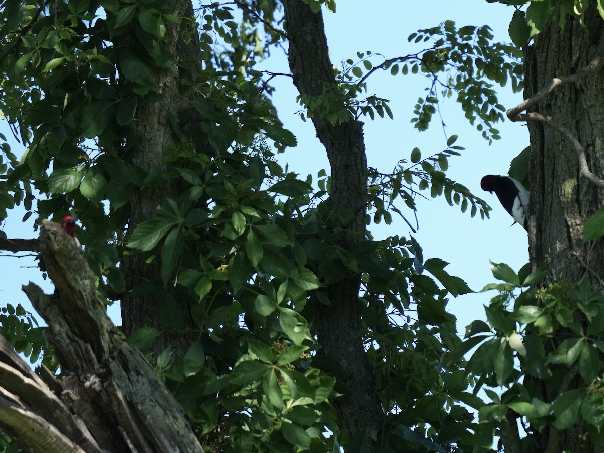 Red-headed Woodpecker - ML620171687