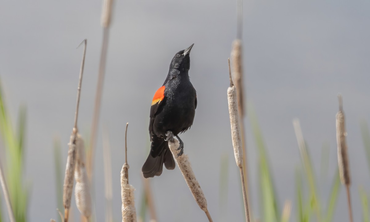 Red-winged Blackbird - ML620171699