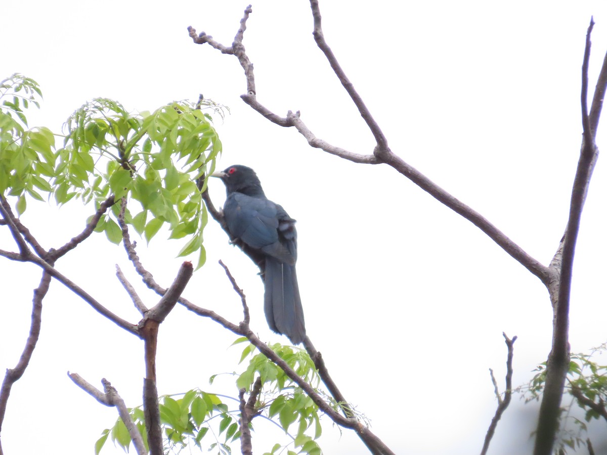 Asian Koel - ML620171718