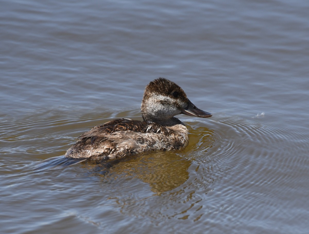 Ruddy Duck - ML620171726