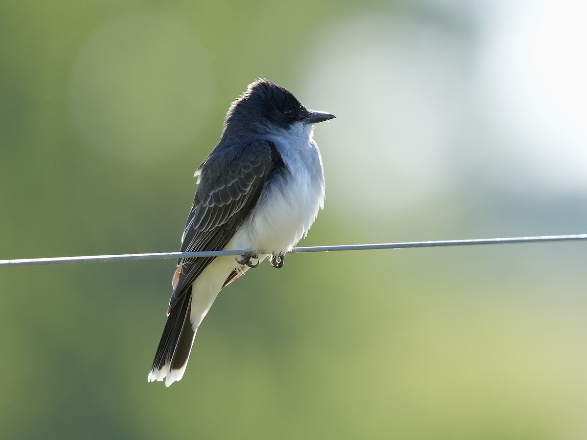 Eastern Kingbird - ML620171731