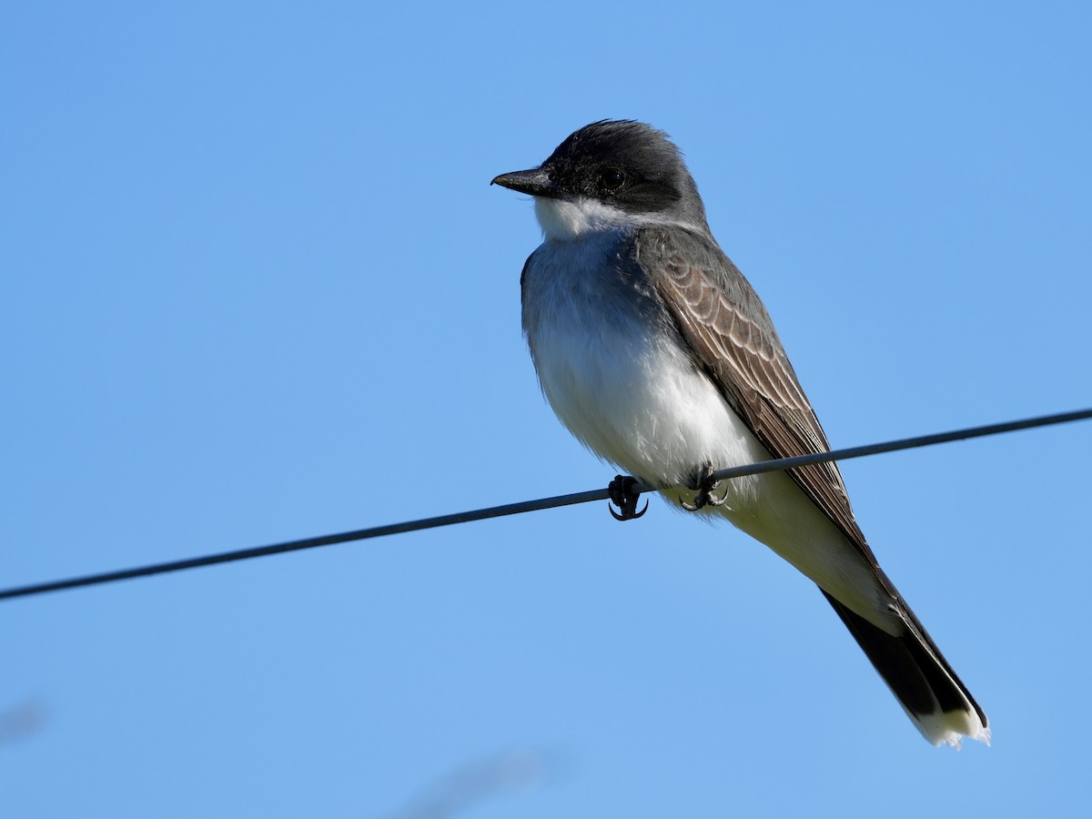 Eastern Kingbird - ML620171732