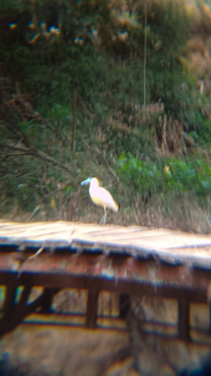 Capped Heron - ML620171739