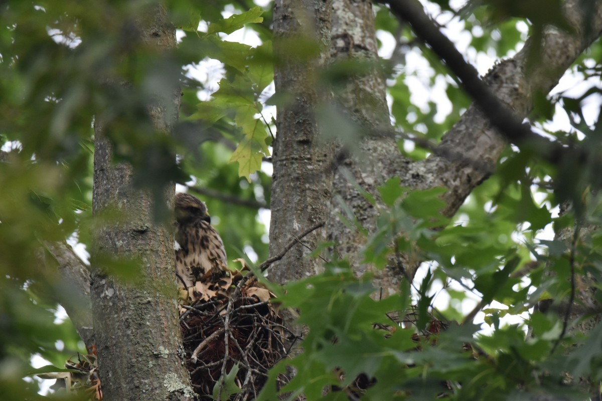 Red-shouldered Hawk - ML620171740