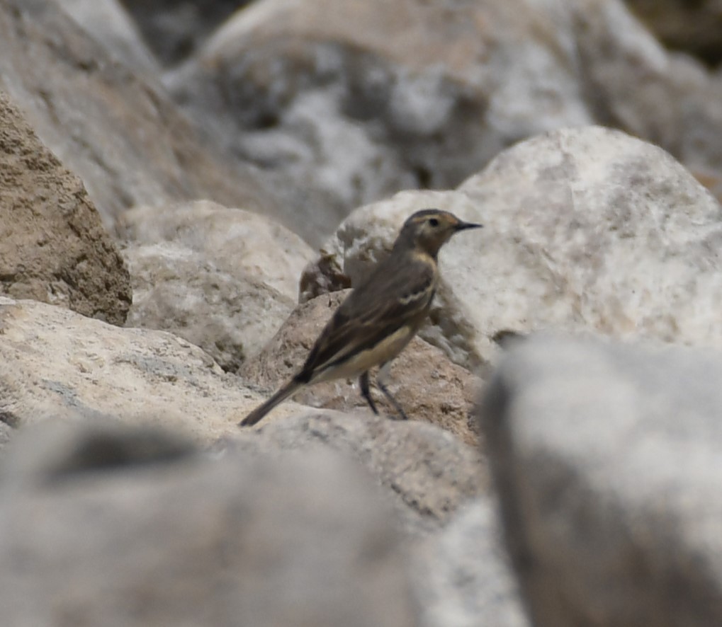 American Pipit - ML620171745