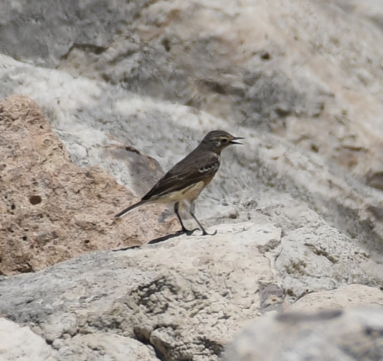 American Pipit - ML620171746