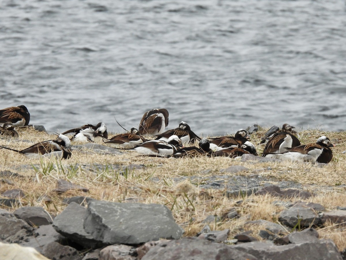 Long-tailed Duck - ML620171752