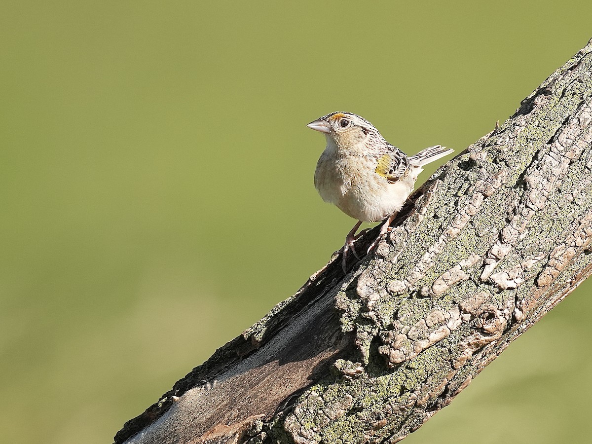 Grasshopper Sparrow - ML620171753