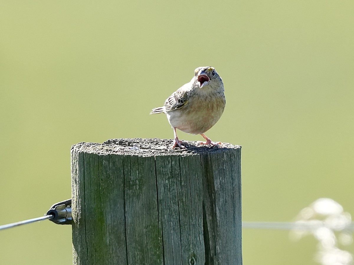 Grasshopper Sparrow - ML620171754