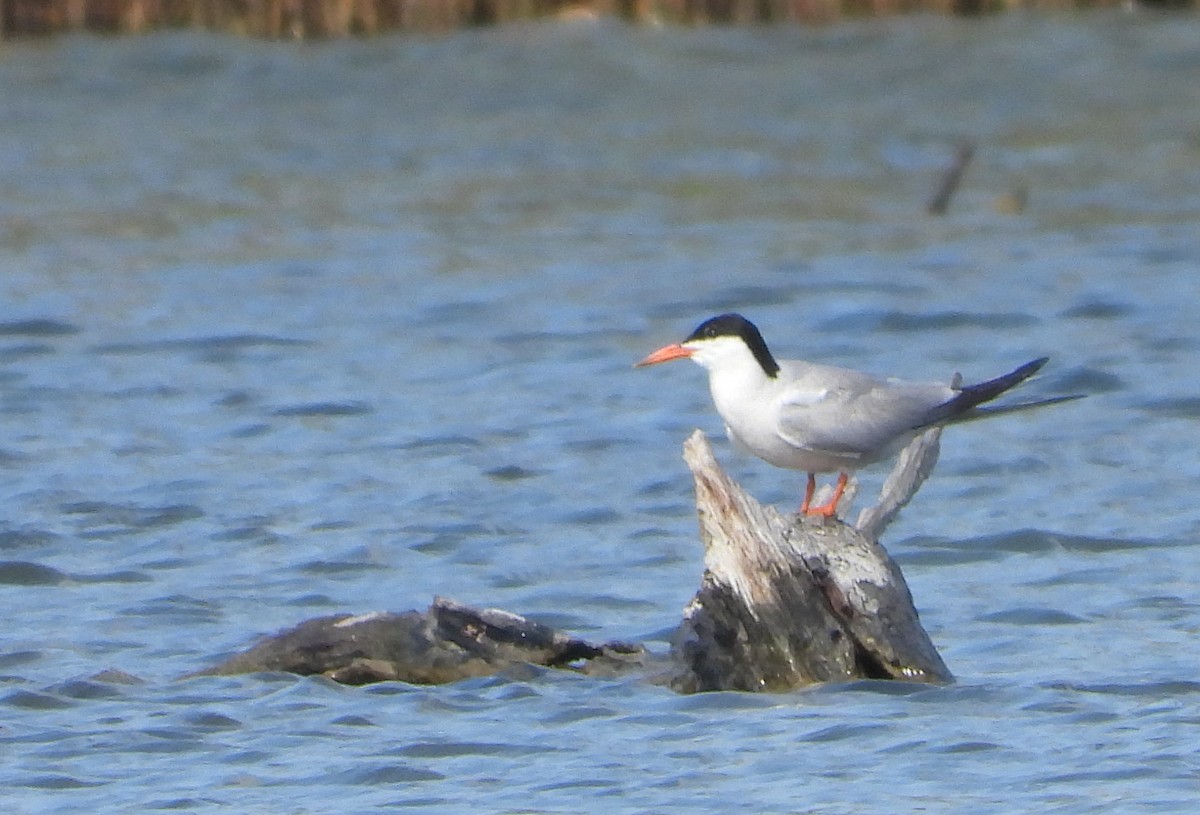 Common Tern - ML620171755