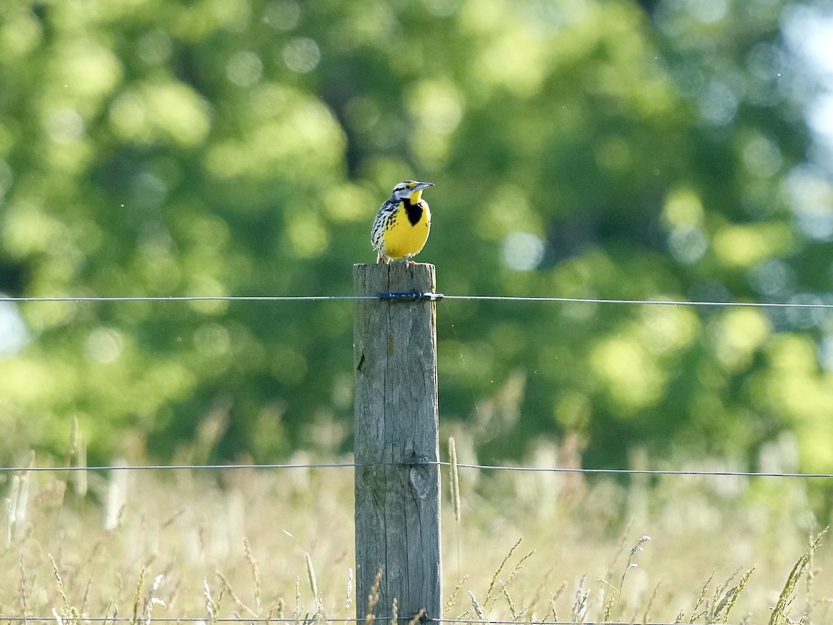 Eastern Meadowlark - Stacy Rabinovitz