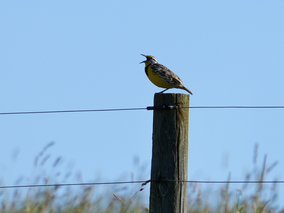 Eastern Meadowlark - Stacy Rabinovitz