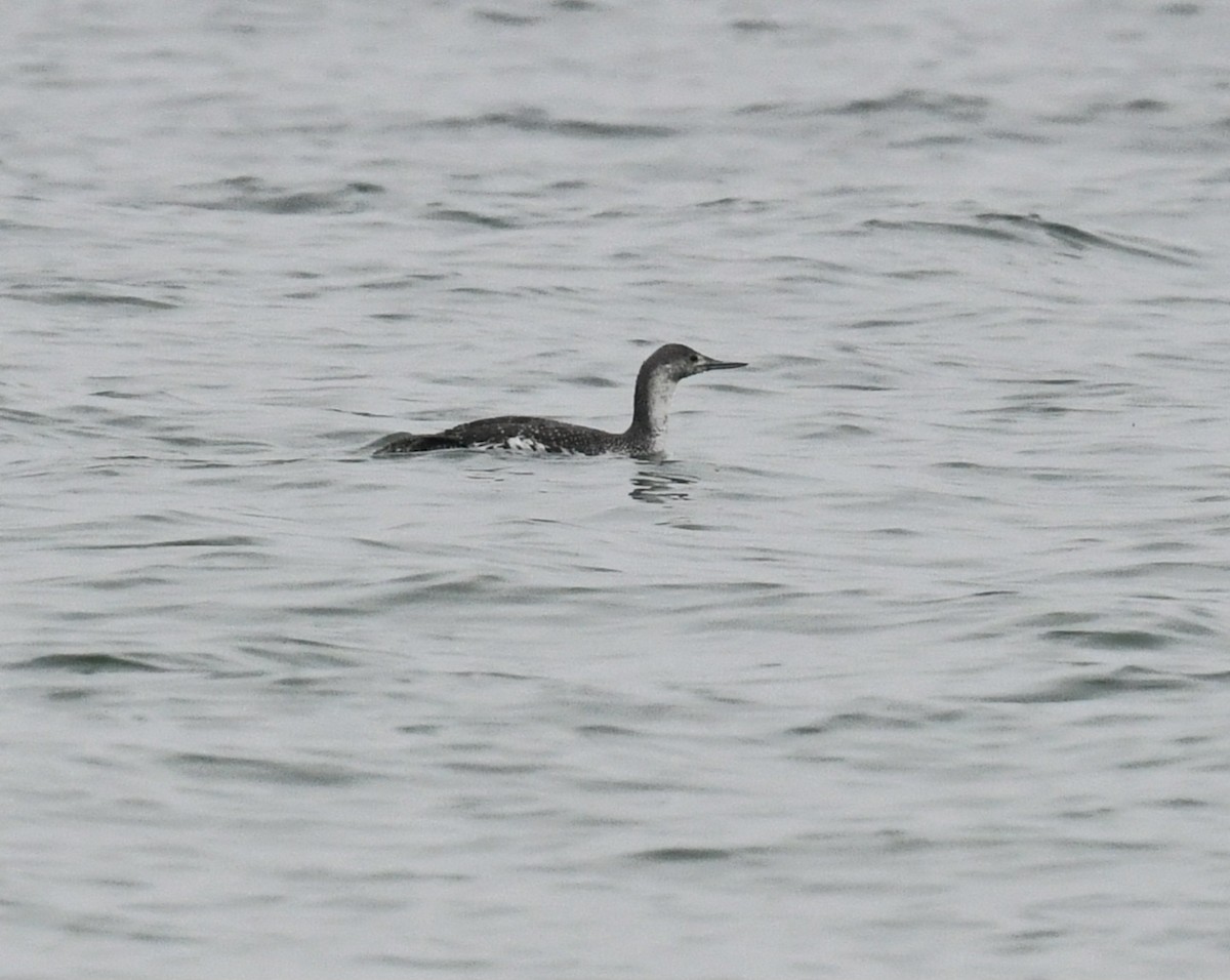Red-throated Loon - ML620171761
