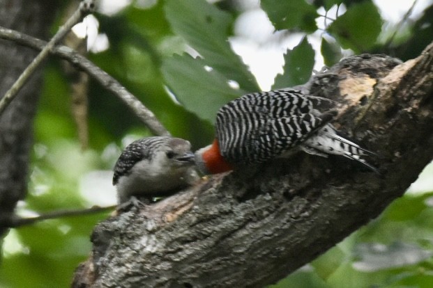 Red-bellied Woodpecker - ML620171769