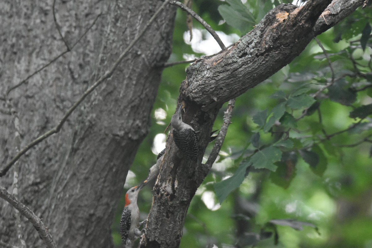 Red-bellied Woodpecker - ML620171770