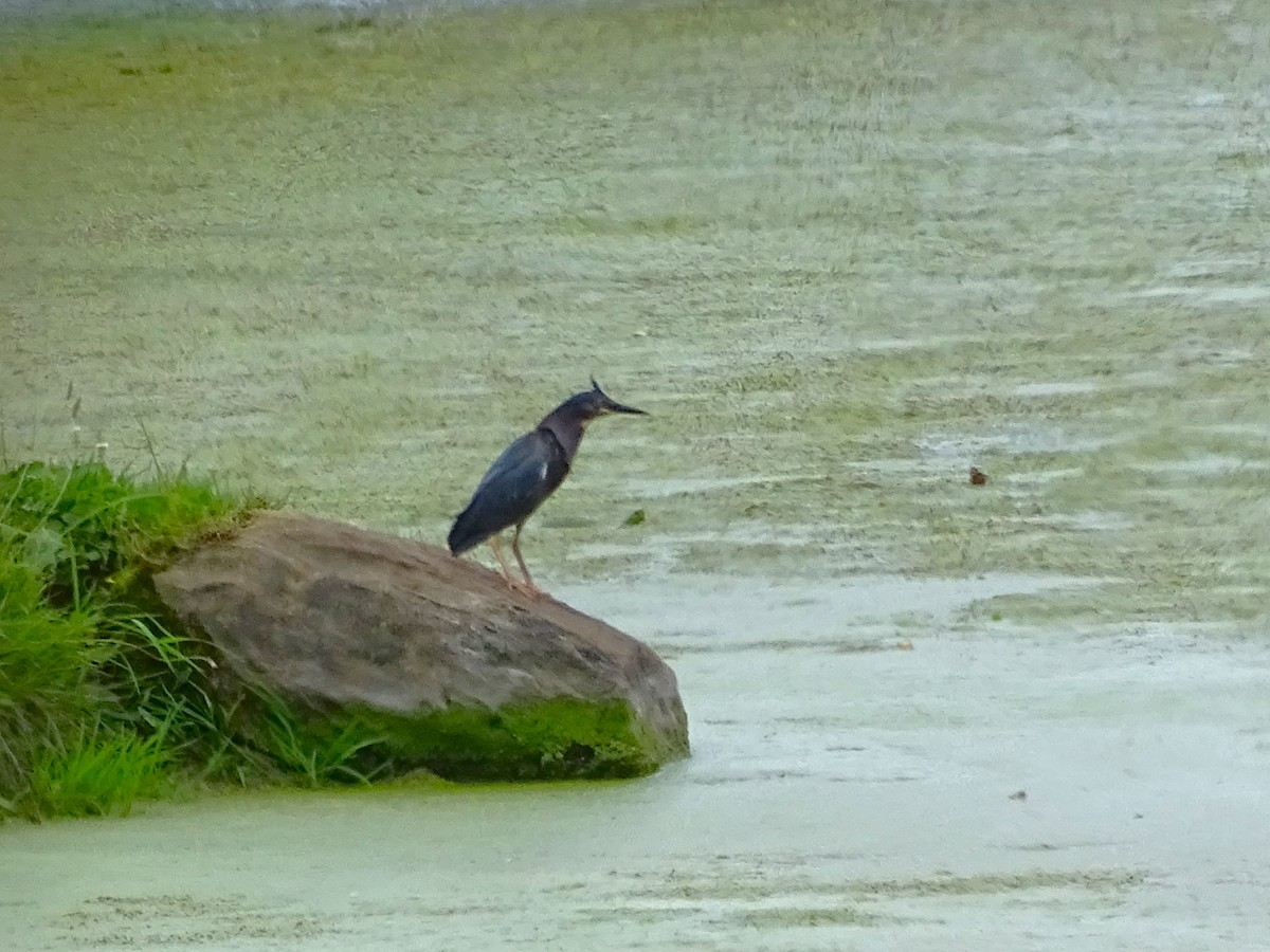 Green Heron - ML620171772