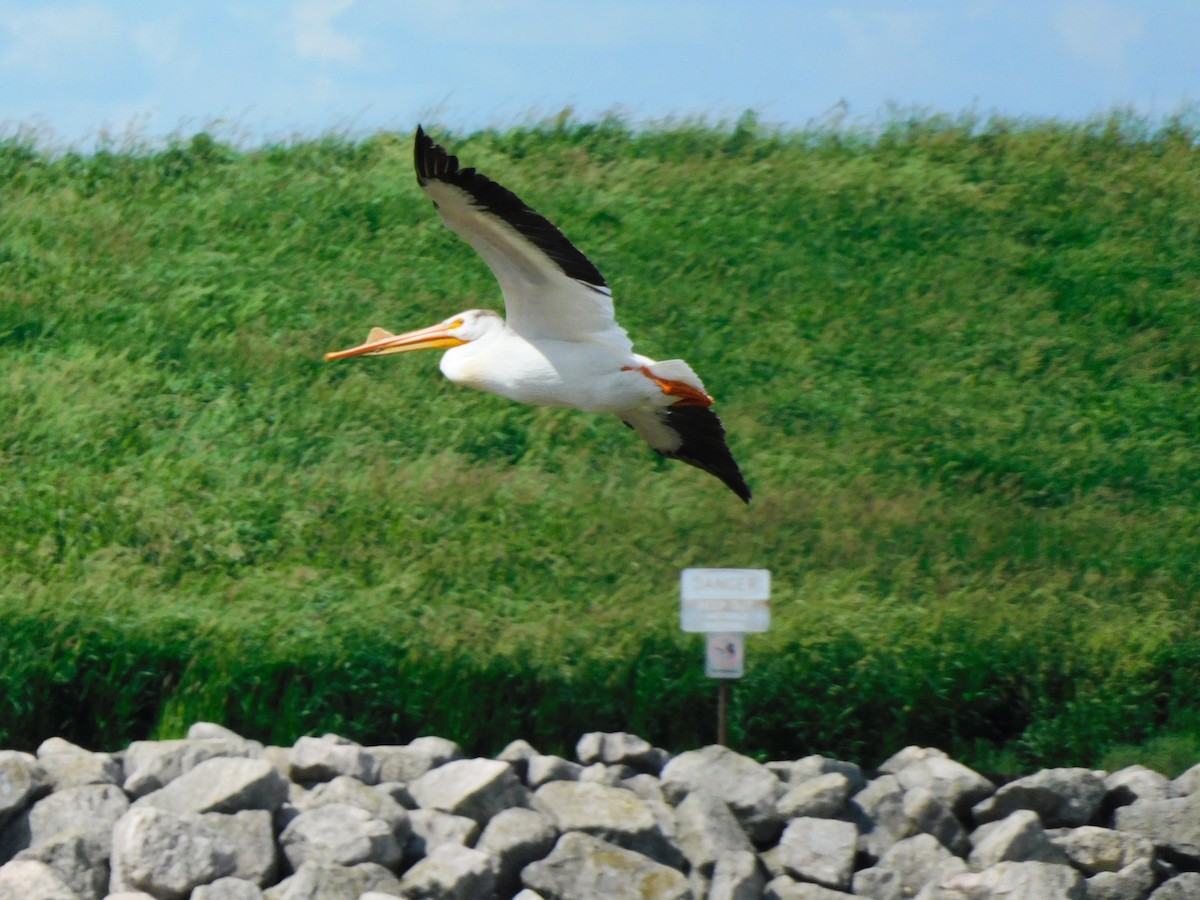 American White Pelican - ML620171773