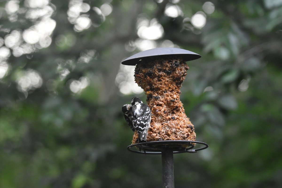 Downy Woodpecker - ML620171778